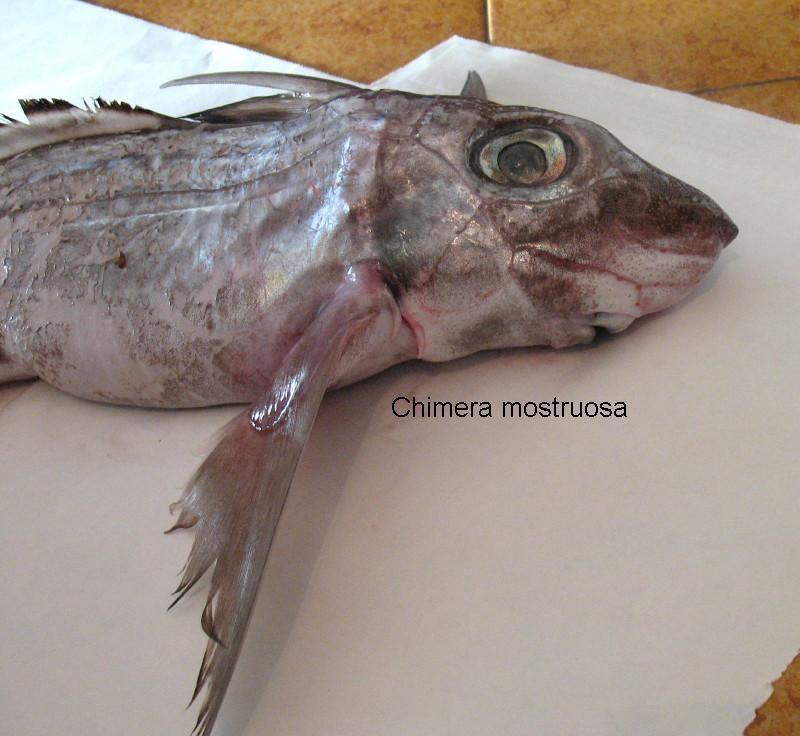 Chimaera monstrosa (Linnaeus, 1758)